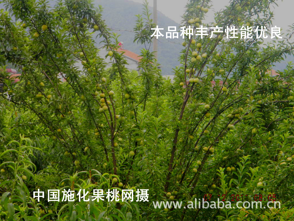 一个外来生物品种降临于世