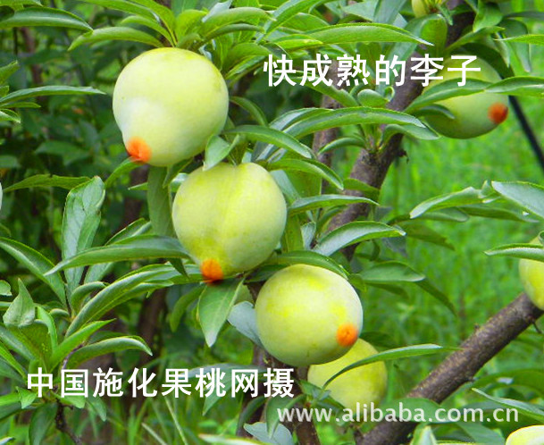 一个外来生物品种降临于世