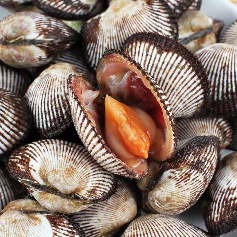 新鮮蛤蜊海鮮鮮活毛蛤血蛤鮮活海鮮水産批發鮮活貝類代購 阿里巴巴批發代購